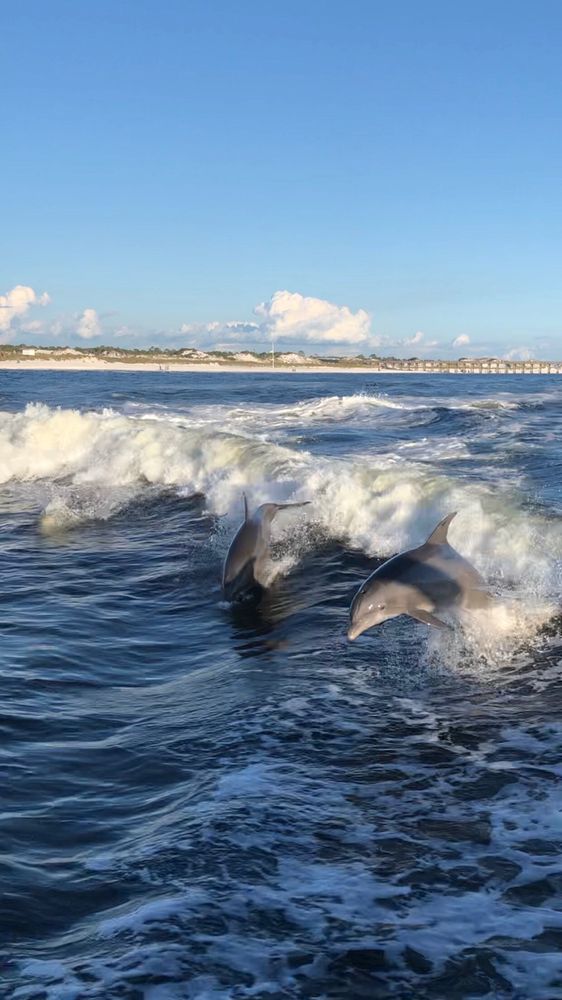 Panama City Beach Dolphin